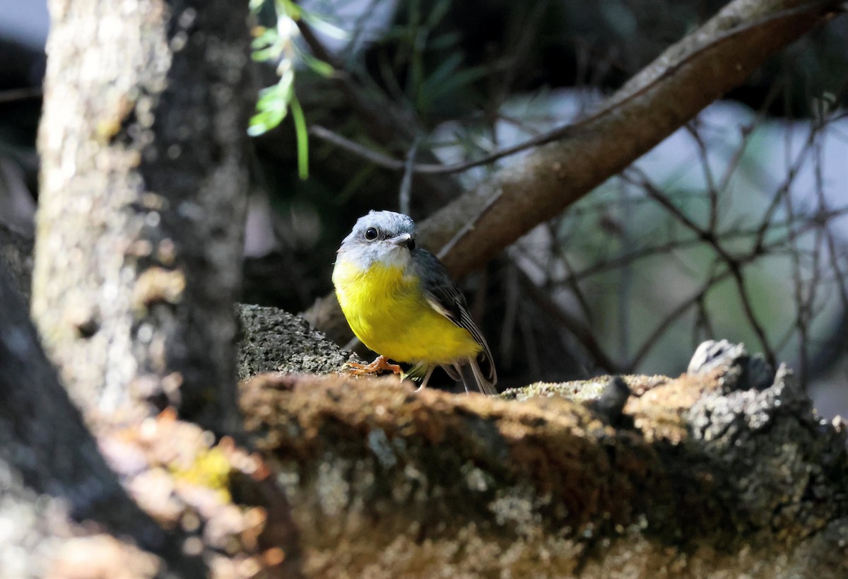Eastern Yellow Robin - ML646270350