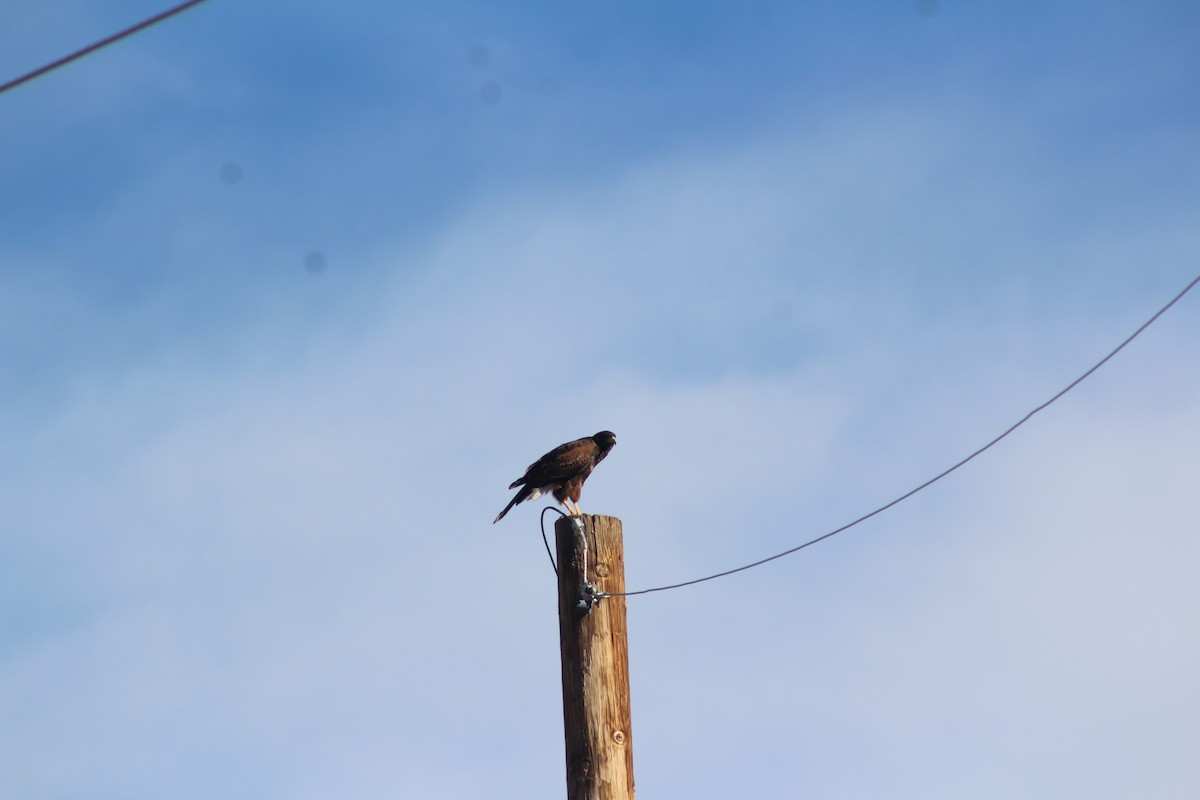 káně Harrisova - ML646270351