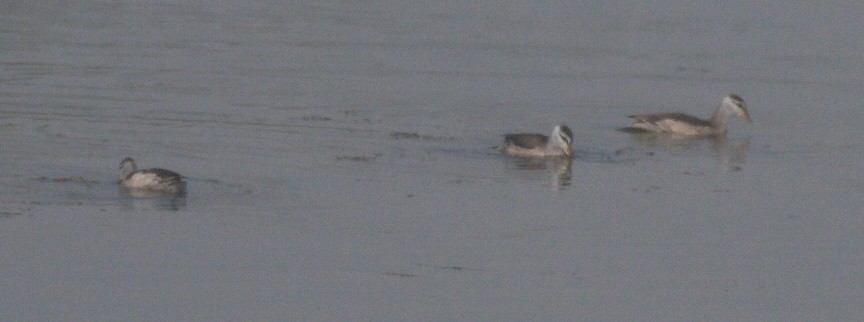 Cotton Pygmy-Goose - ML646270353