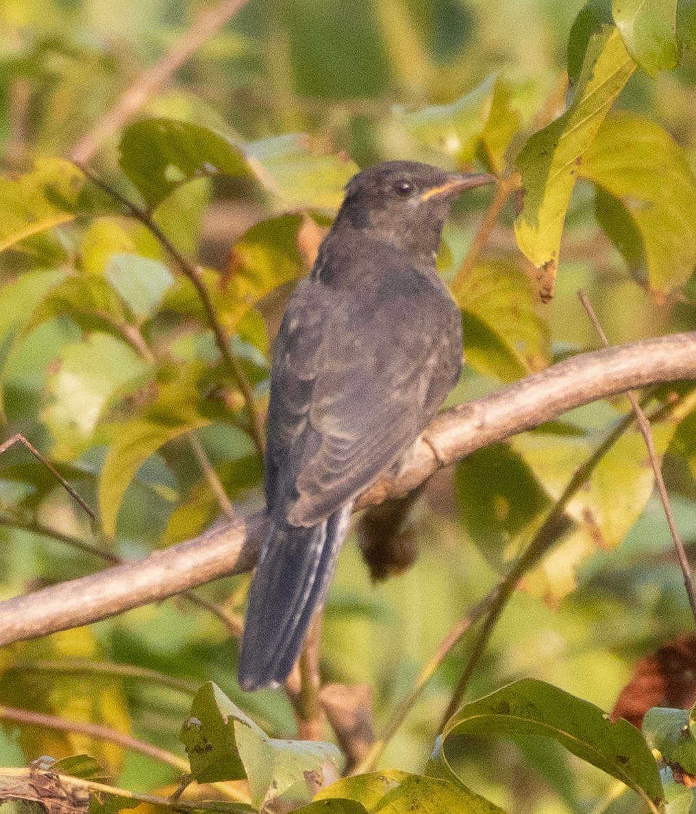 Cuco Pechigrís - ML646270358
