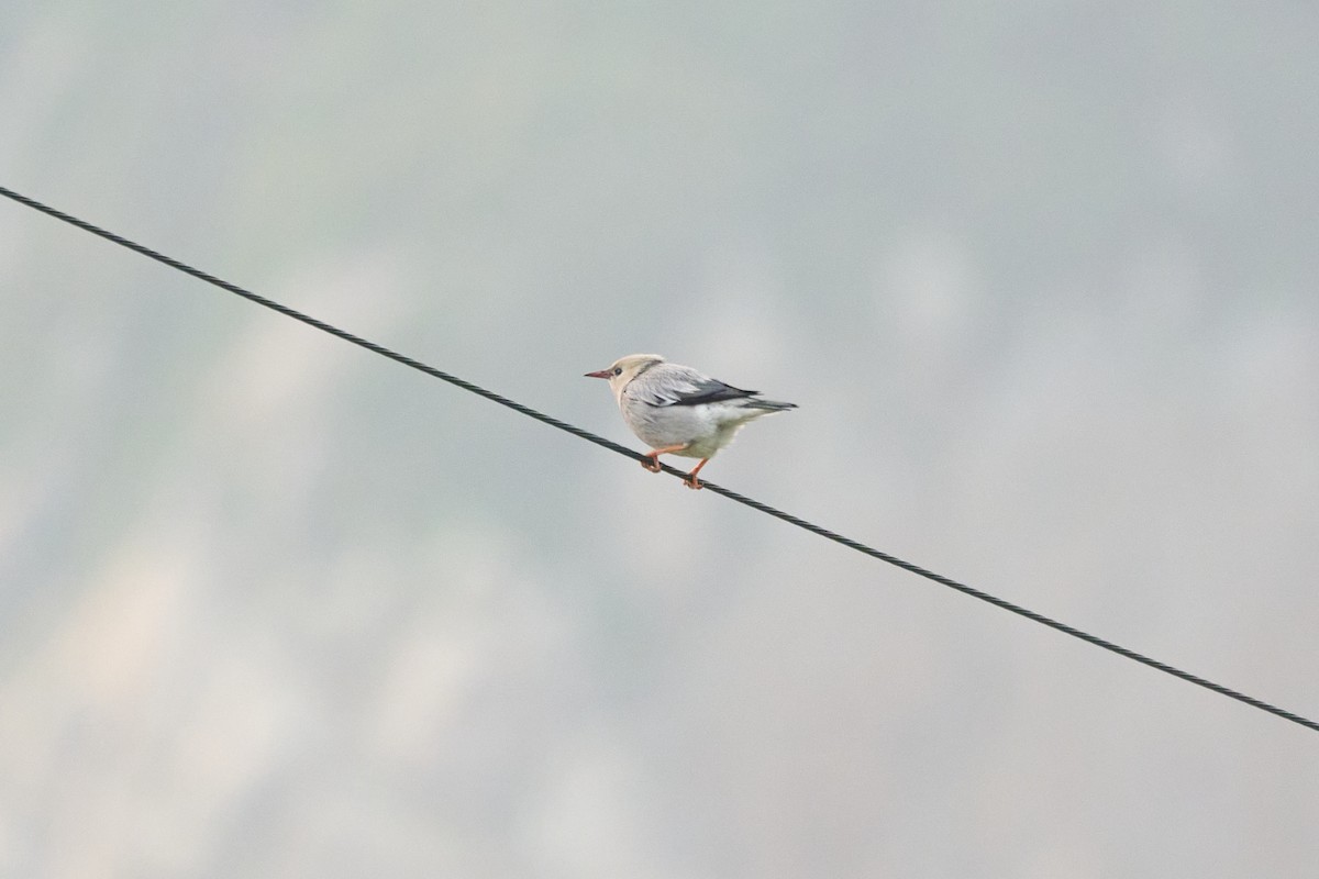 Улаан хошуут тодол - ML646270359