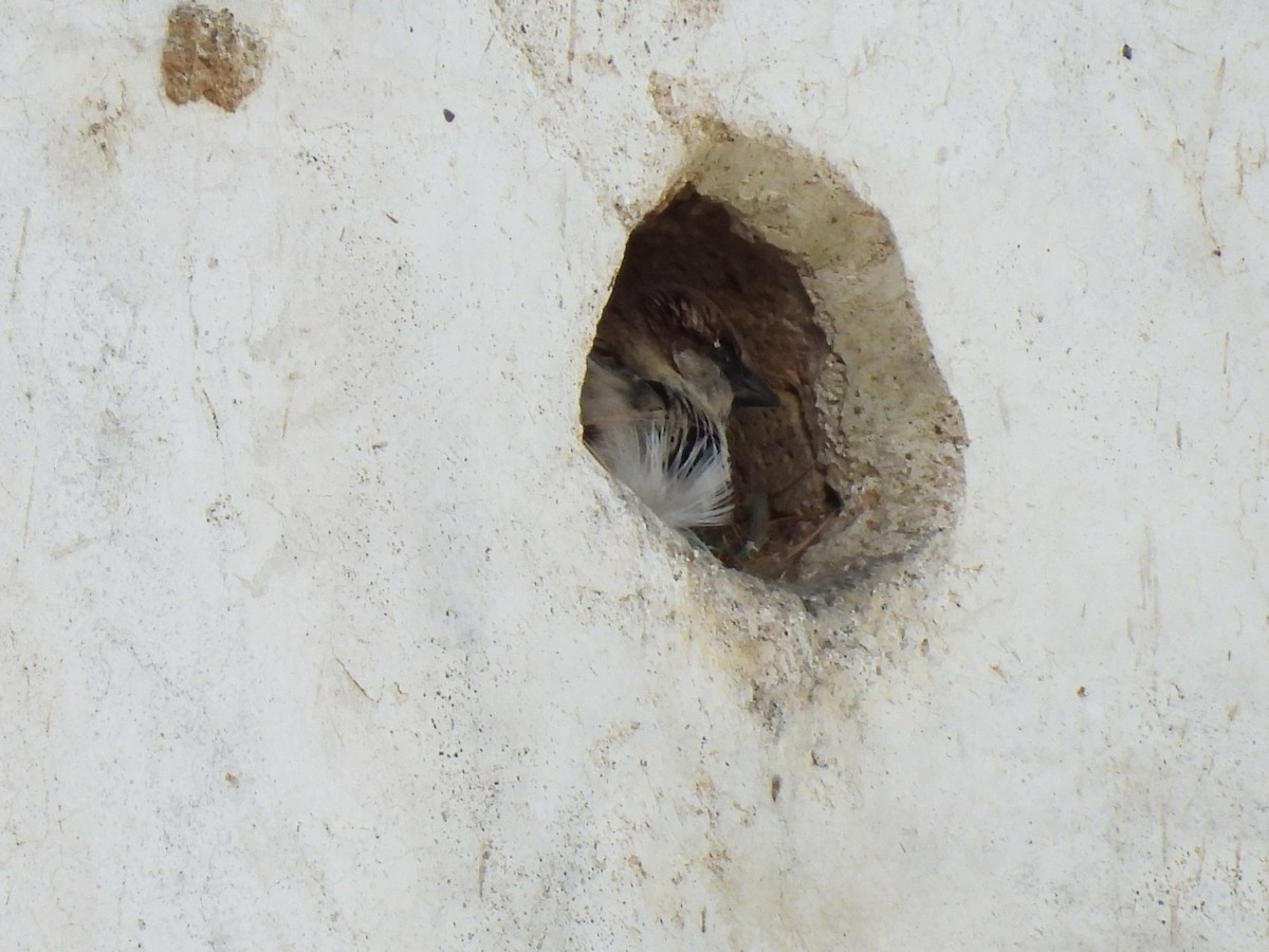 House Sparrow - ML646270360