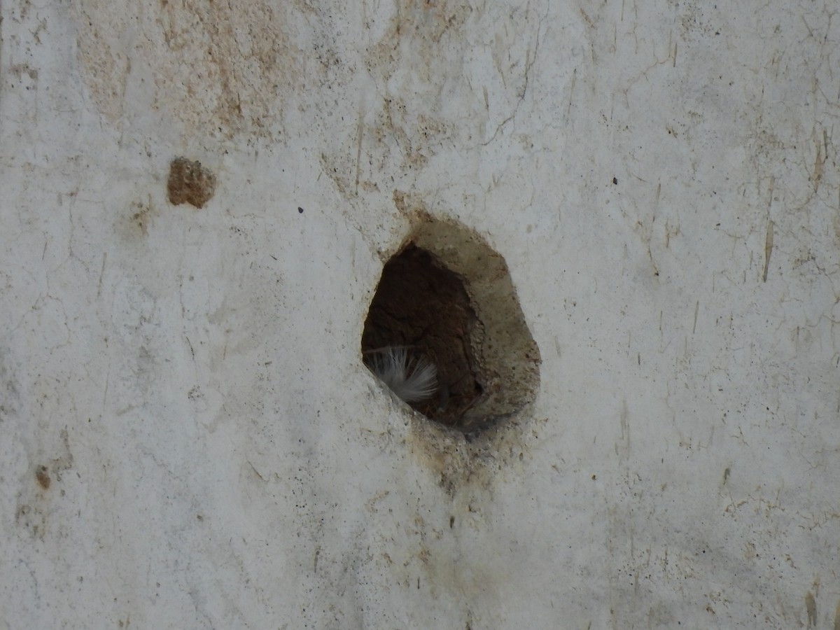 House Sparrow - ML646270361