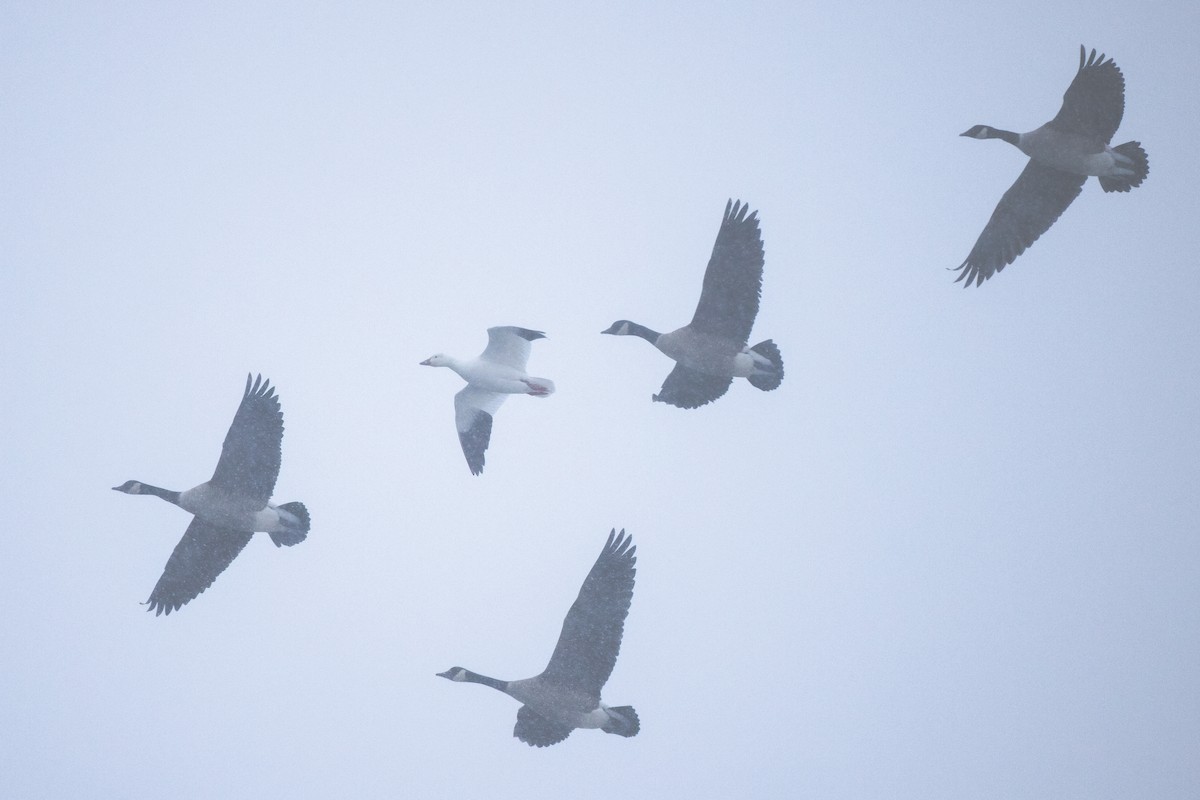 Snow Goose - ML646270371