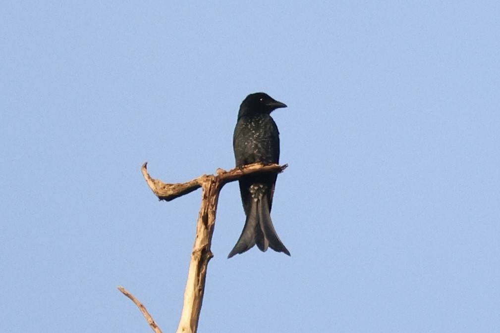 Crow-billed Drongo - ML646270374