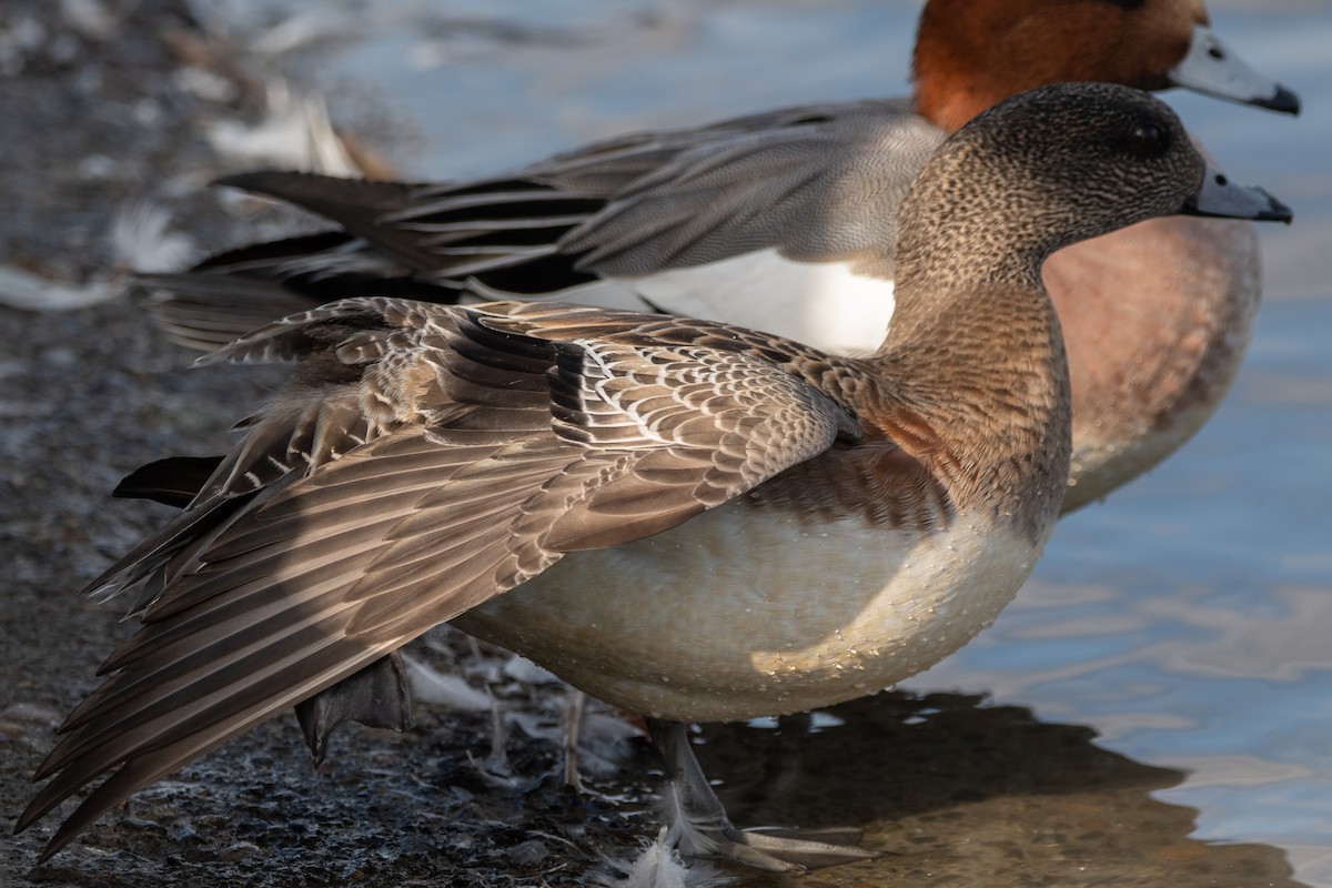 Eurasian x American Wigeon (hybrid) - ML646270376
