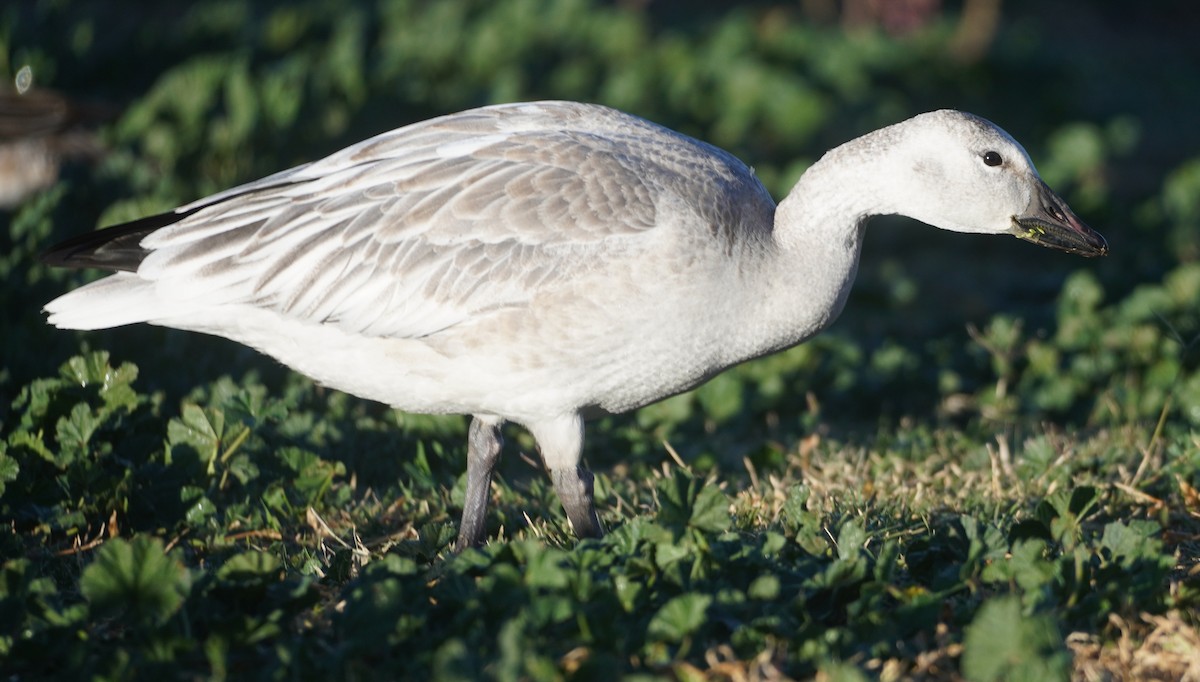 Snow Goose - ML646270377