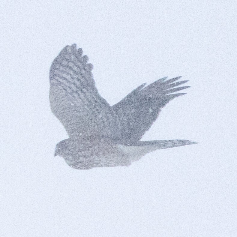 Sharp-shinned Hawk - ML646270378