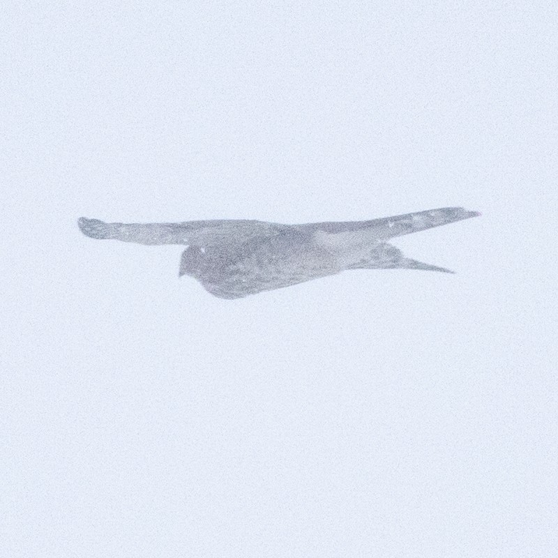 Sharp-shinned Hawk - ML646270379