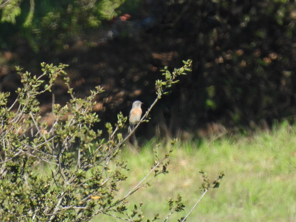 Western Bluebird - ML646270382