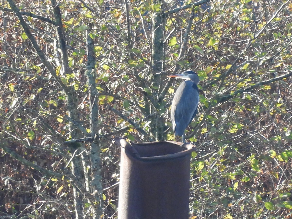 Great Blue Heron - ML646270383
