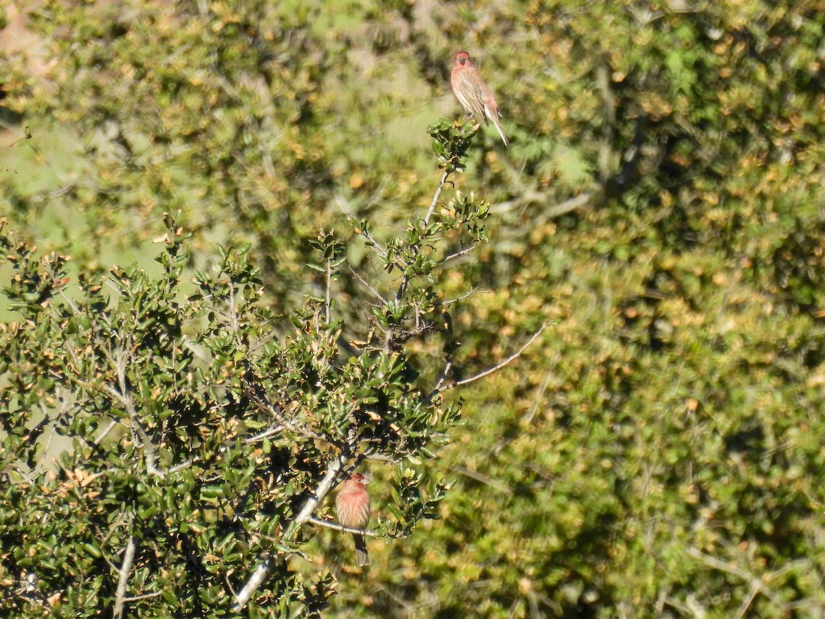 House Finch - ML646270384
