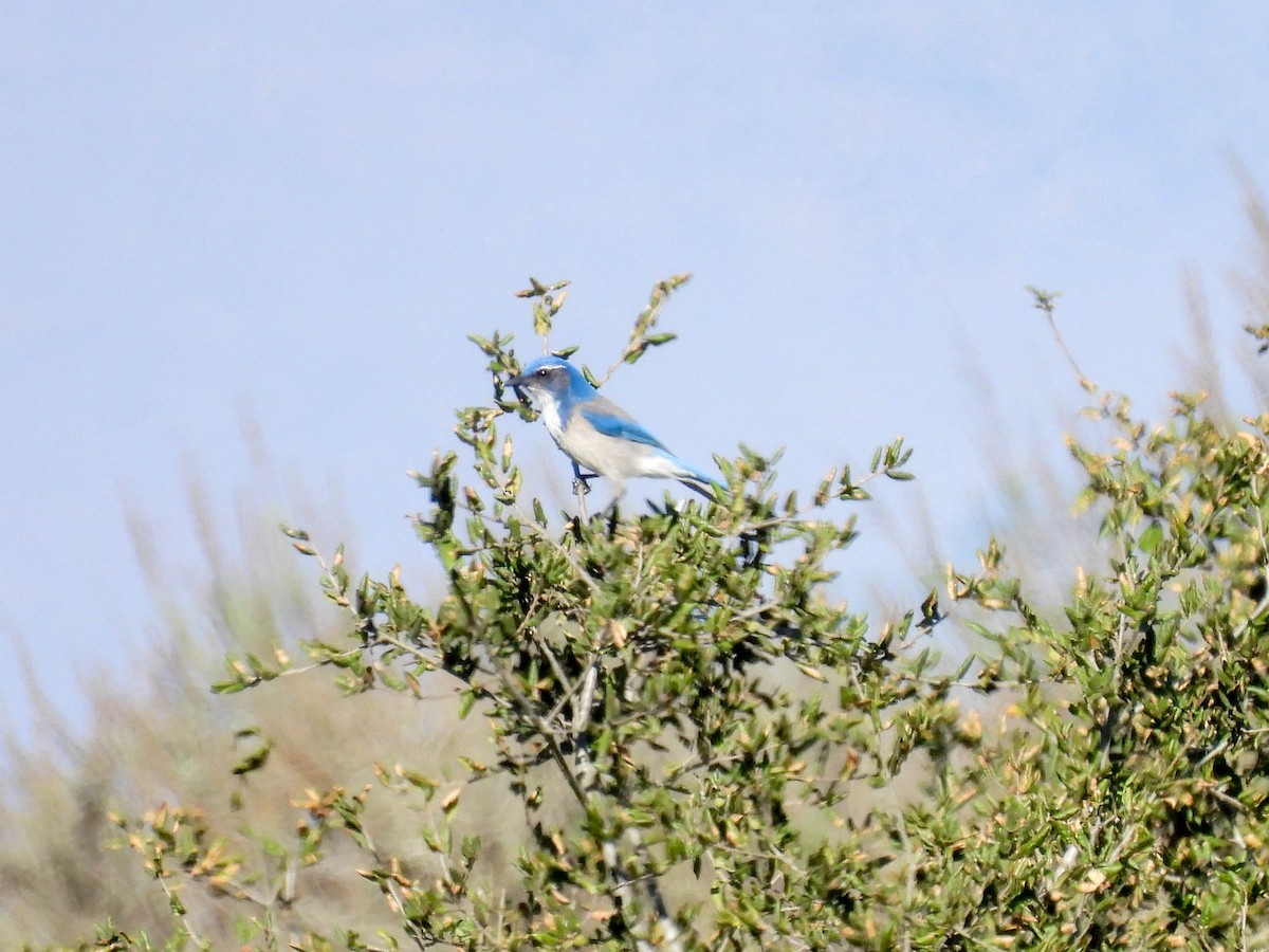 California Scrub-Jay - ML646270386