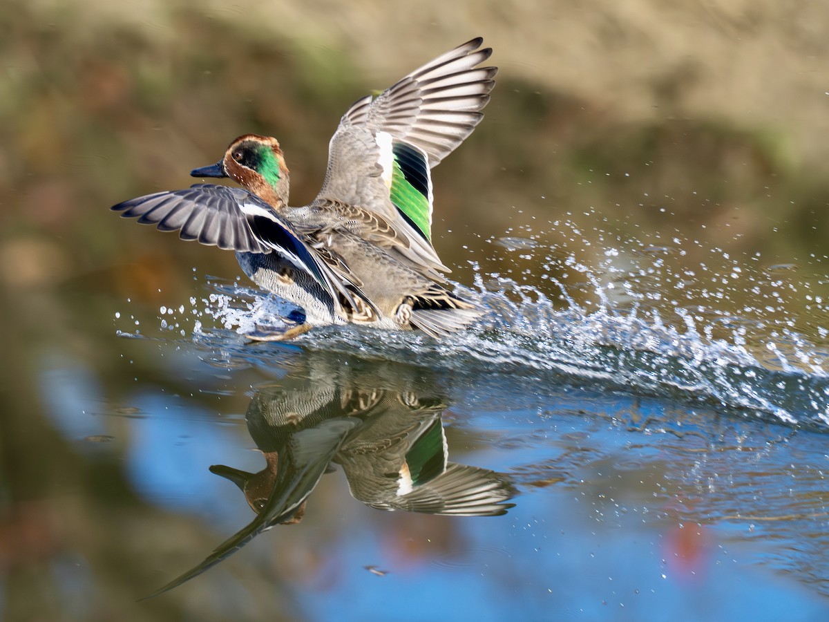Green-winged Teal - ML646270388