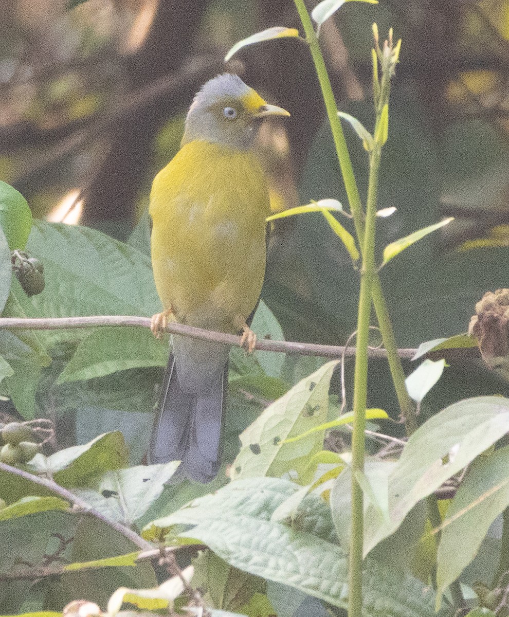 Gray-headed Bulbul - ML646270390