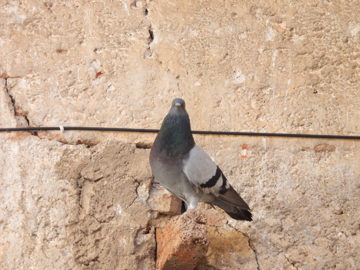 Rock Pigeon (Feral Pigeon) - ML646270391
