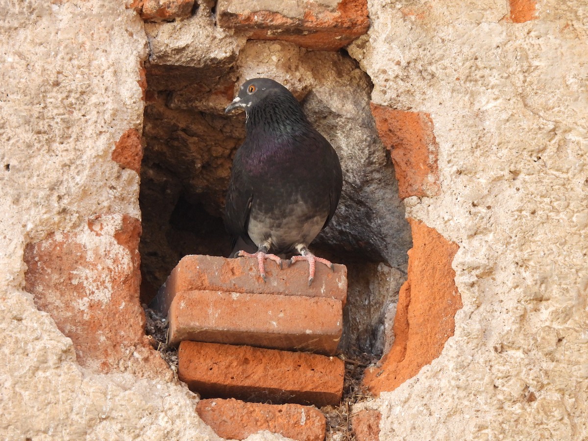 Rock Pigeon (Feral Pigeon) - ML646270392