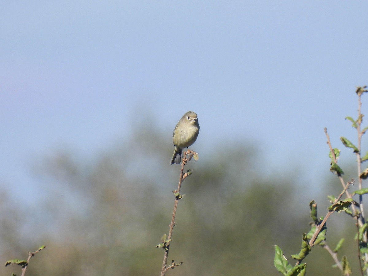 Ruby-crowned Kinglet - ML646270394