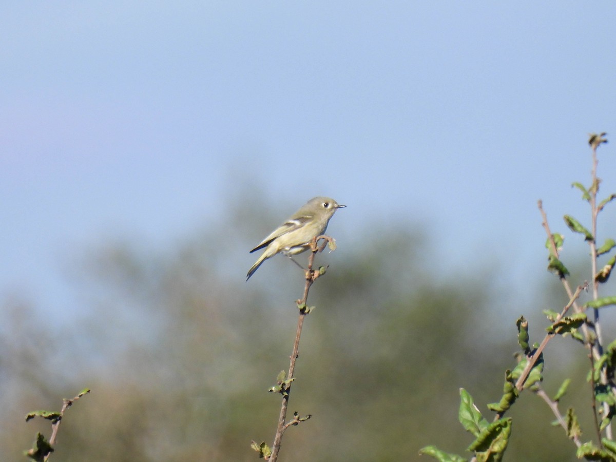 Ruby-crowned Kinglet - ML646270395