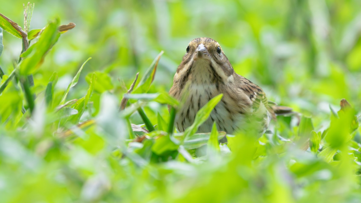 Yellow-browed Bunting - ML646270396