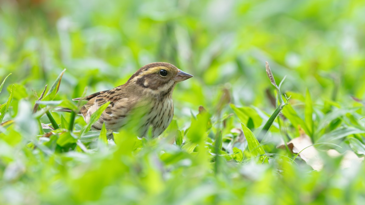 Yellow-browed Bunting - ML646270397