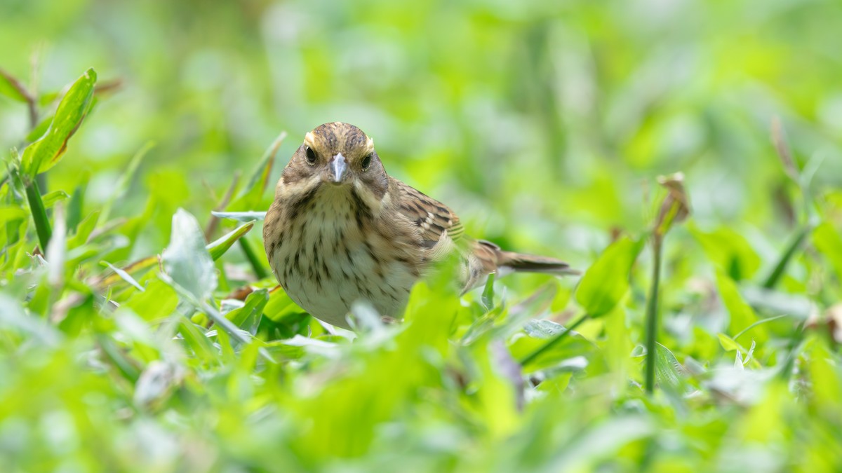 Yellow-browed Bunting - ML646270398