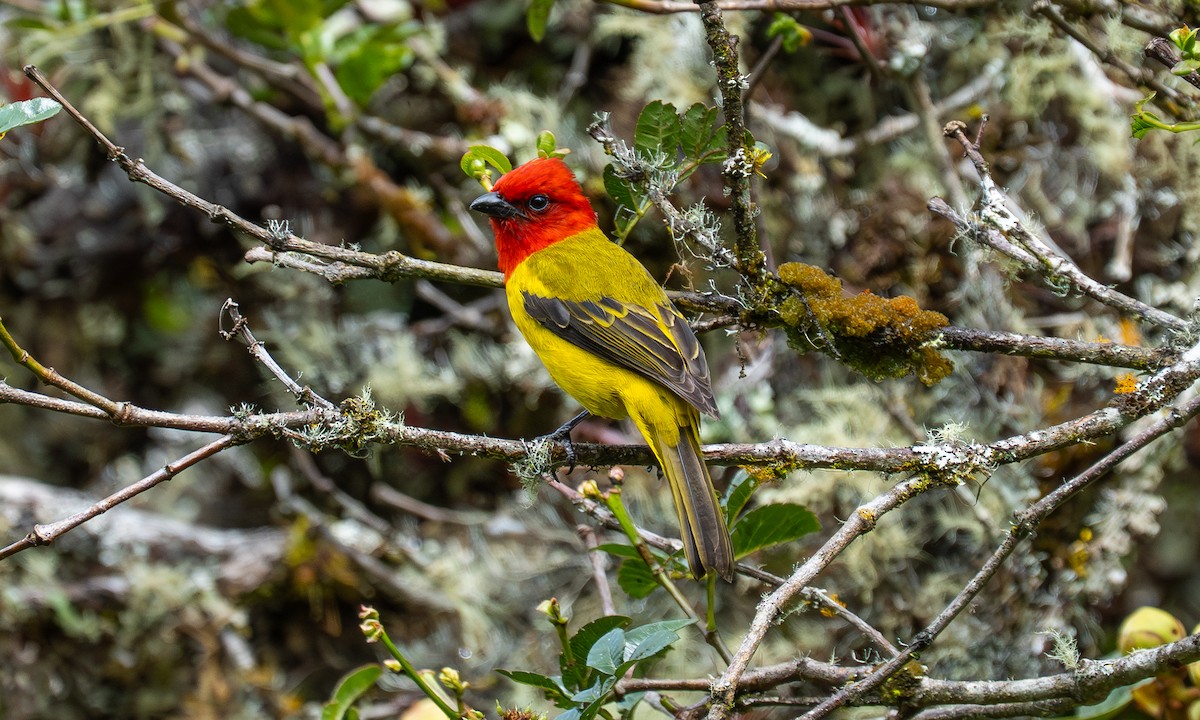 Red-hooded Tanager - ML646270399