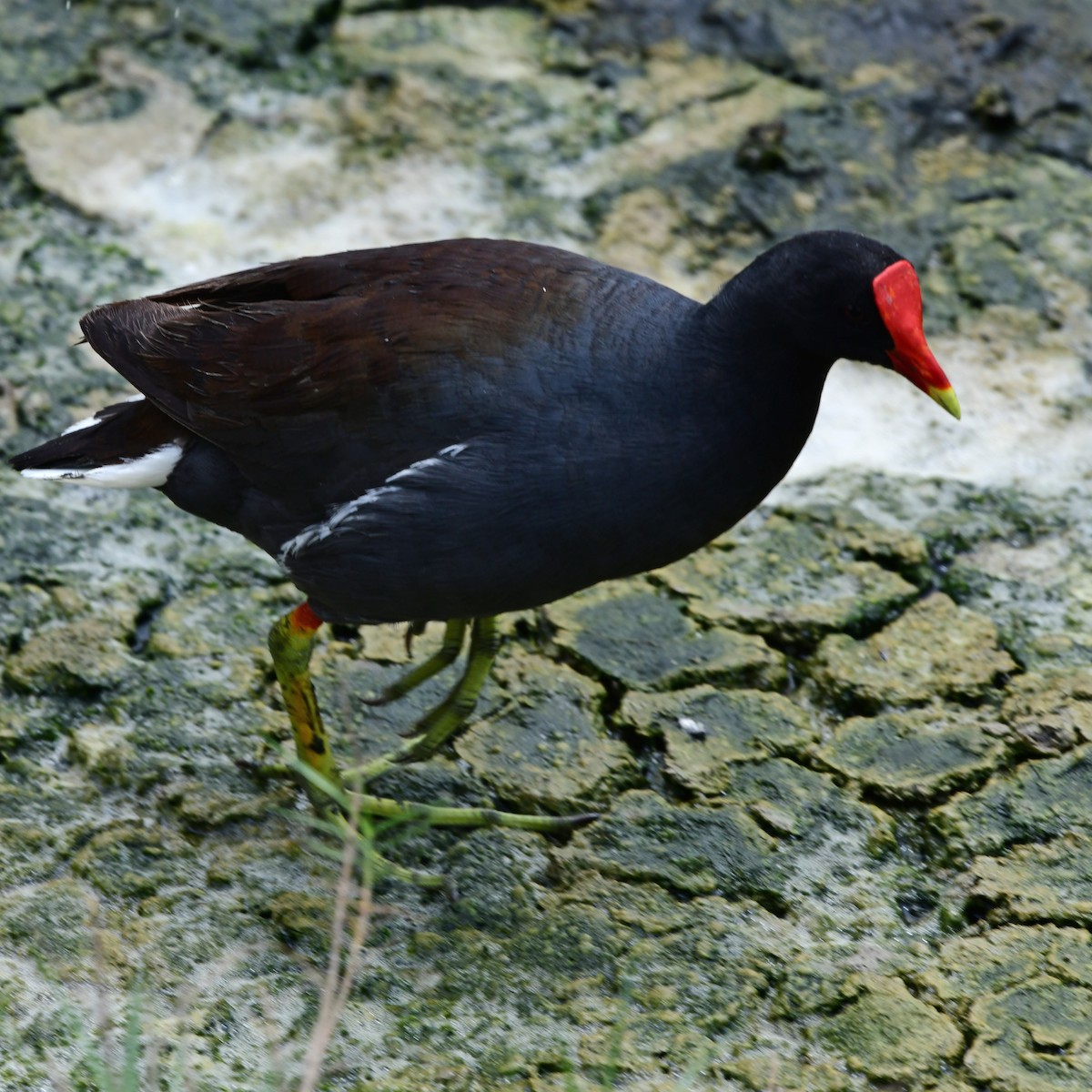 Common Gallinule - ML646270400