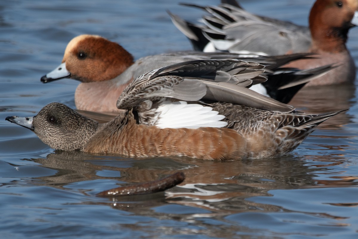 赤頸鴨x葡萄胸鴨(雜交) - ML646270401