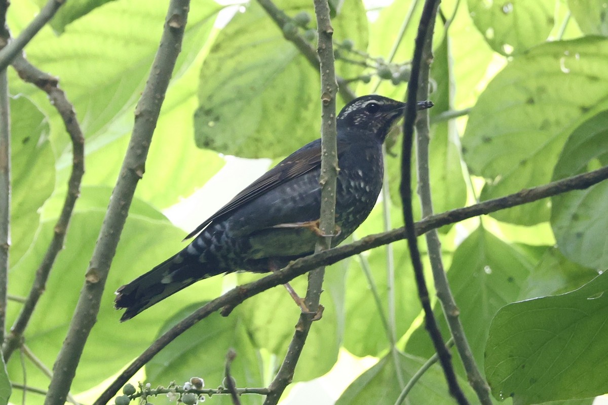 Шивэр хөөндэй - ML646270402