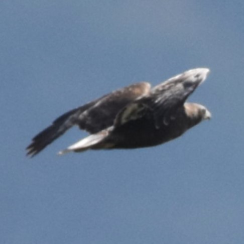 Red-tailed Hawk (Harlan's) - ML646270403