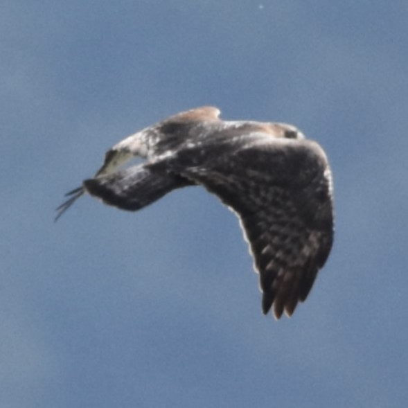 Red-tailed Hawk (Harlan's) - ML646270404