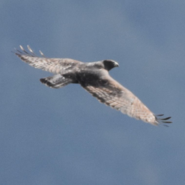 Red-tailed Hawk (Harlan's) - ML646270406