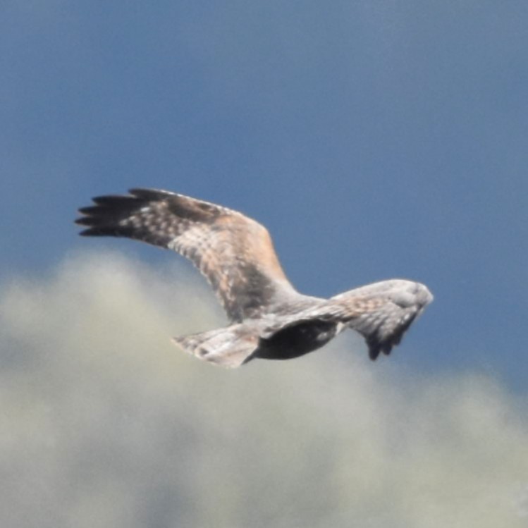 Red-tailed Hawk (Harlan's) - ML646270408