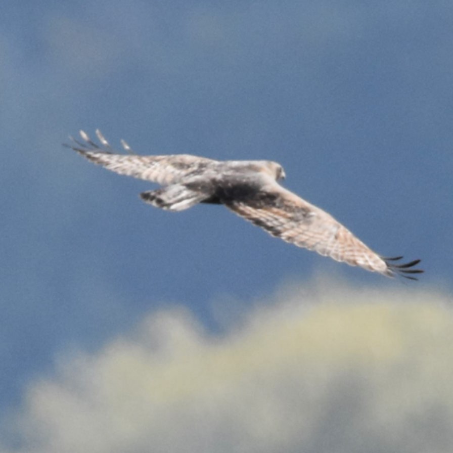 Red-tailed Hawk (Harlan's) - ML646270409
