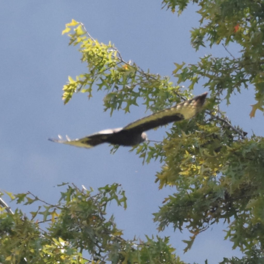 Red-tailed Hawk (Harlan's) - ML646270410