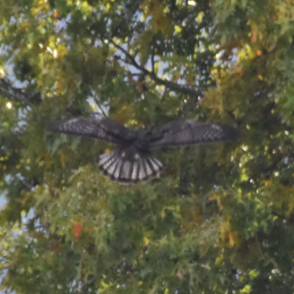 Red-tailed Hawk (Harlan's) - ML646270412