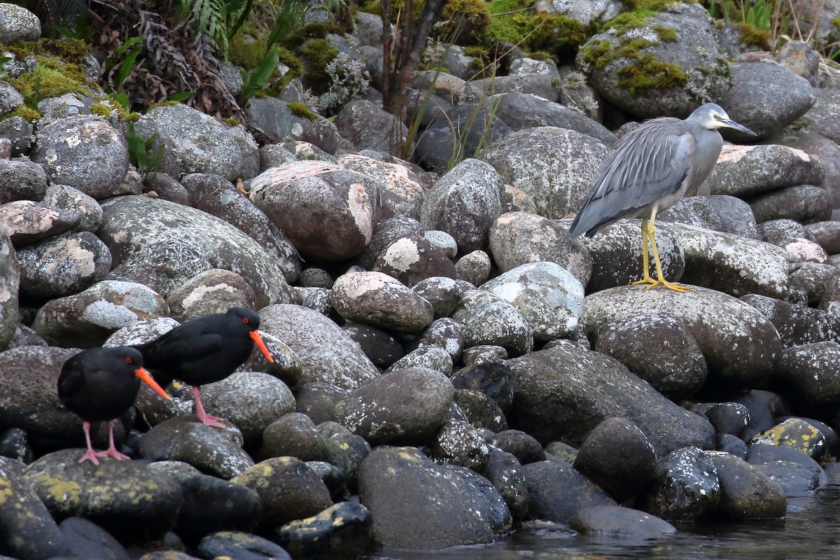 volavka bělolící - ML646270413