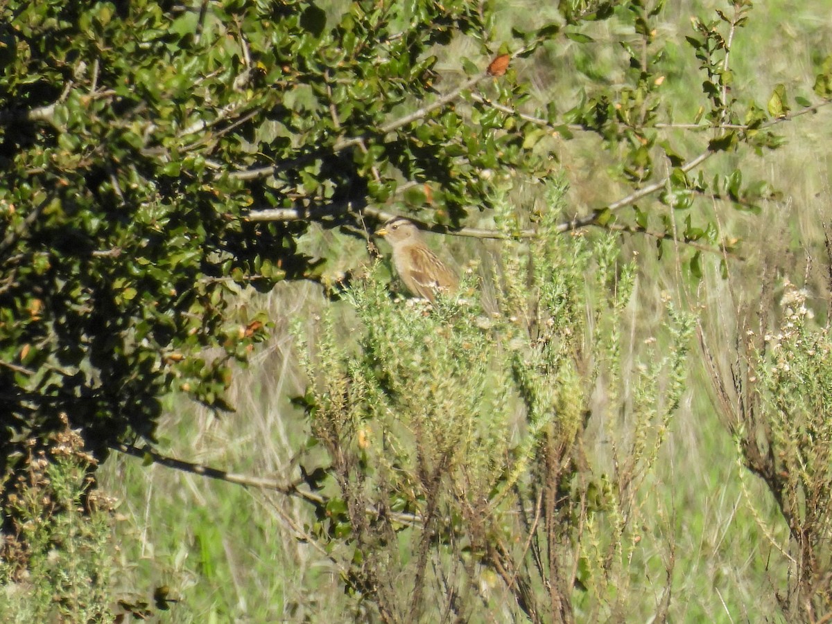 White-crowned Sparrow - ML646270416