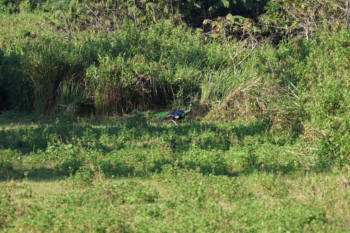 Павич синьокрилий - ML646270425