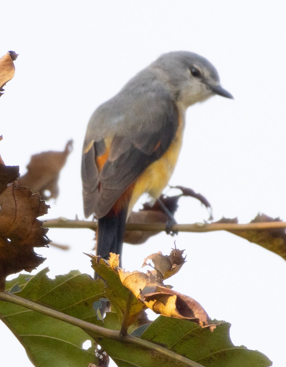 Small Minivet - ML646270429