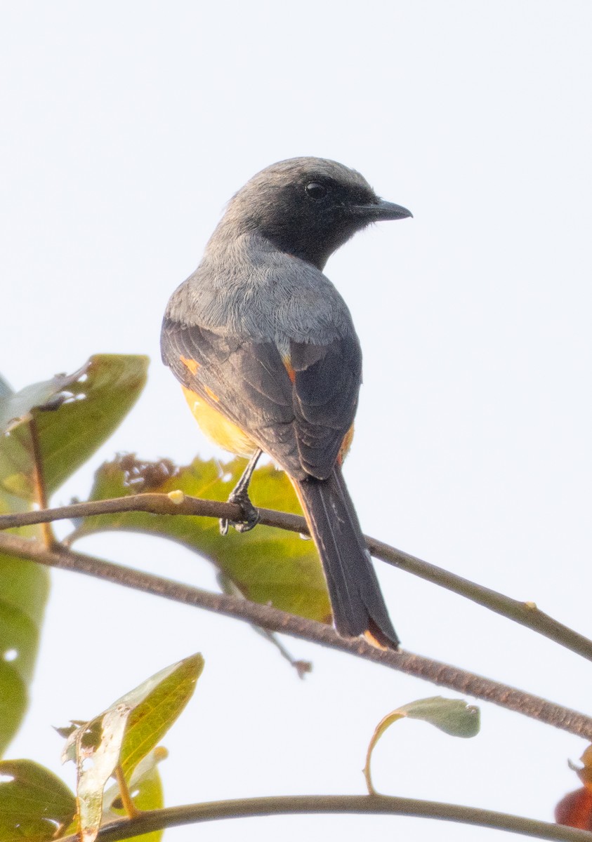 Small Minivet - ML646270434