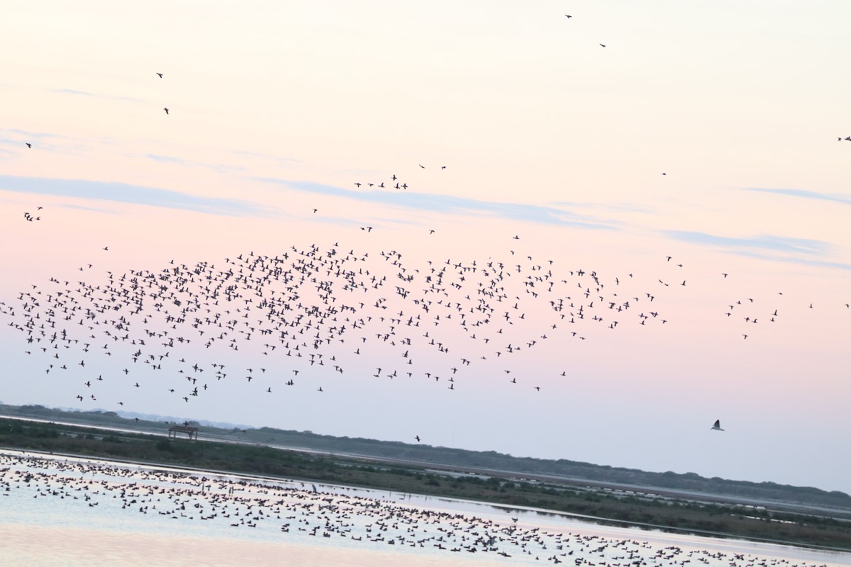 Porrón Americano - ML646270448