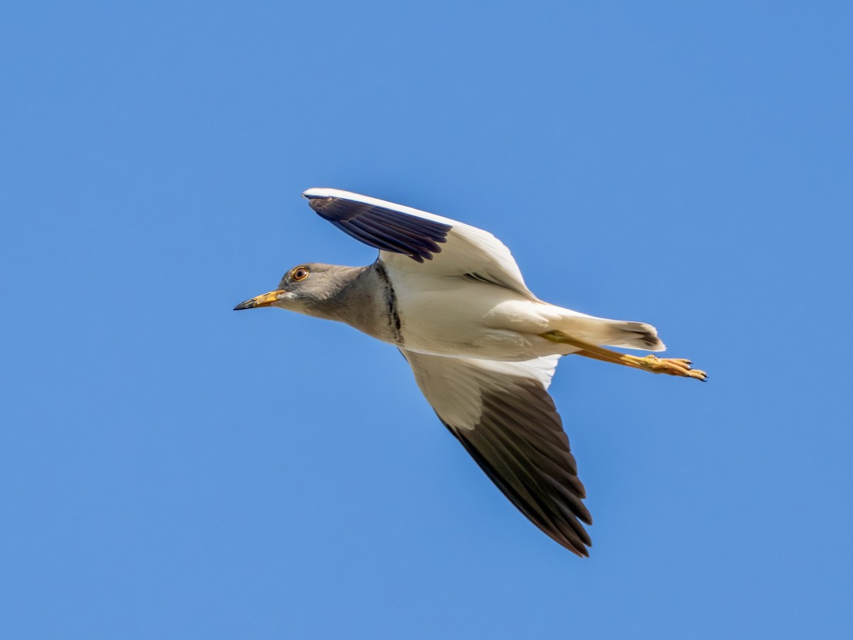 跳鴴 - ML646270449