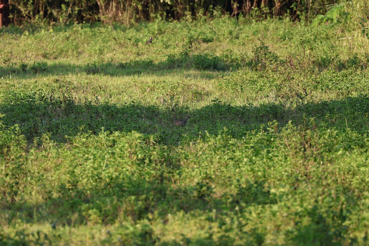 コモンシャコ - ML646270450