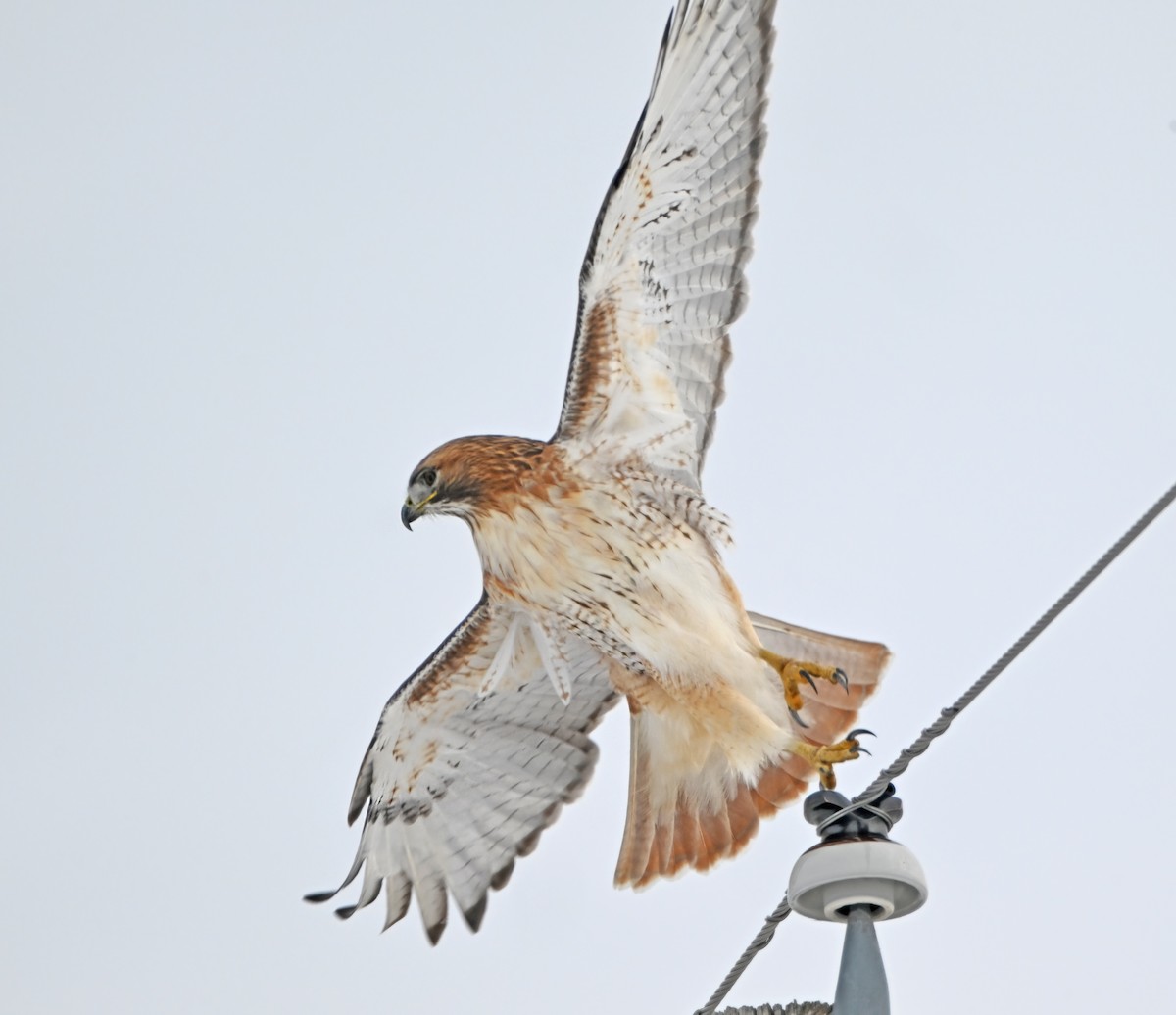 Red-tailed Hawk - ML646270451