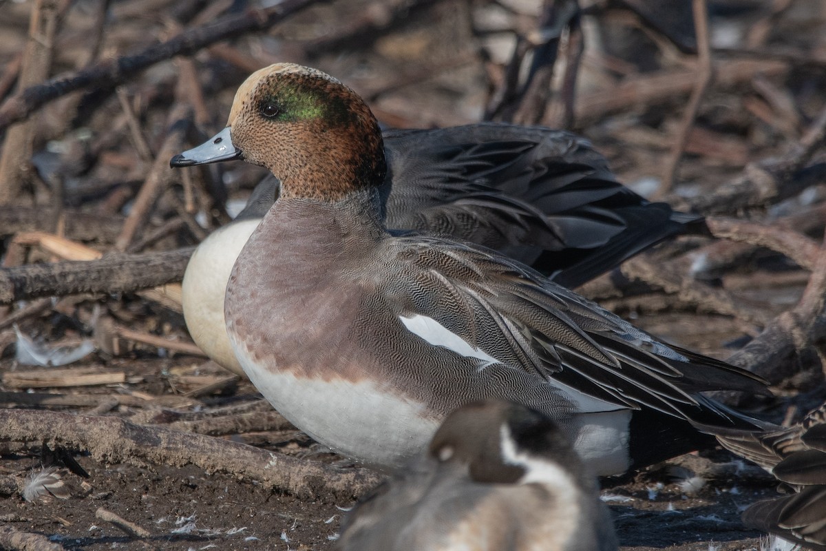 赤頸鴨x葡萄胸鴨(雜交) - ML646270453