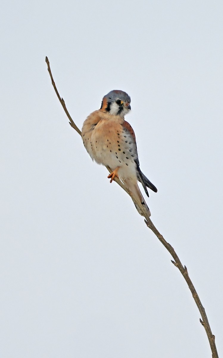 American Kestrel - ML646270454