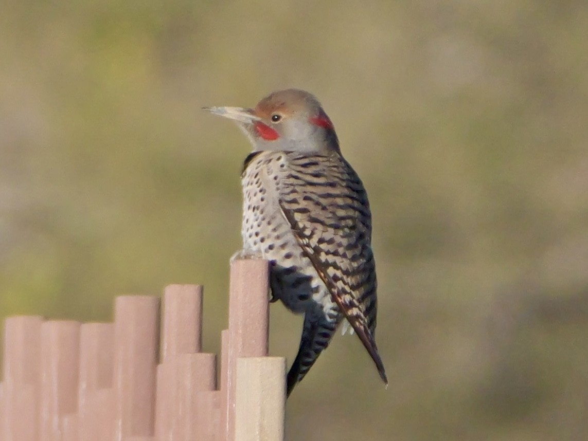 Northern Flicker (Yellow-shafted x Red-shafted) - ML646270455