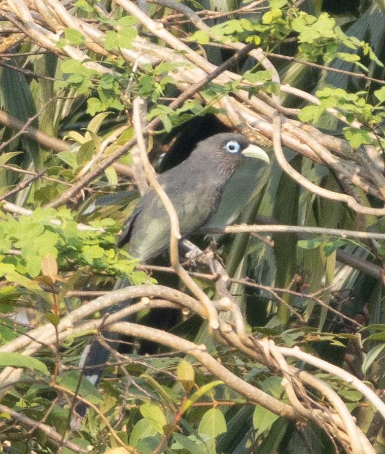 Blue-faced Malkoha - ML646270458